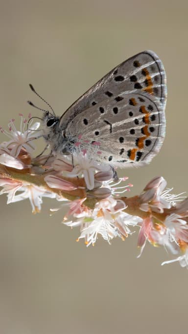 1d3fc8e0d73847d59dbc7b87e16741a1_thumbnail